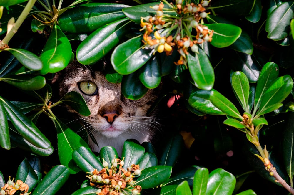 ¿Por qué los gatos comen algunas plantas?